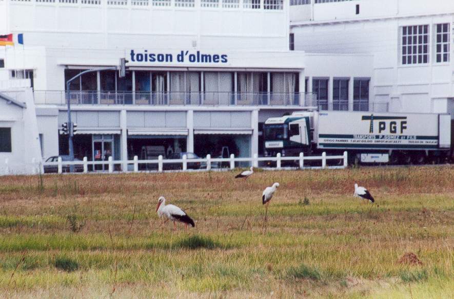 LAROQUE - Cigognes en 1998