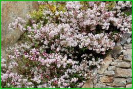 Un beau bouquet pour nos amies bretonnes